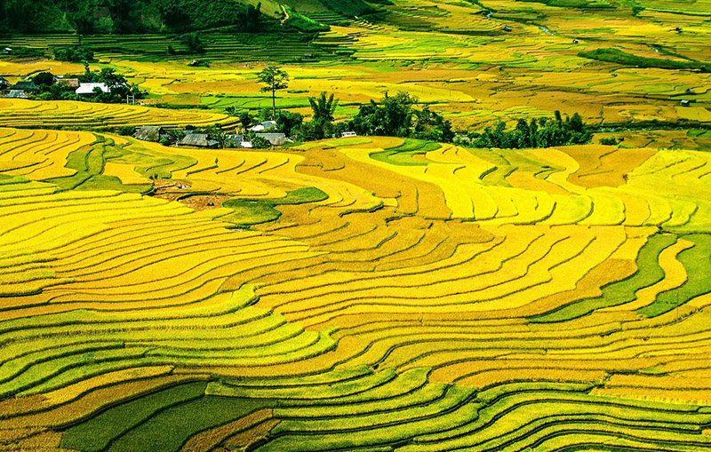 Muong Hoa Valley Sapa